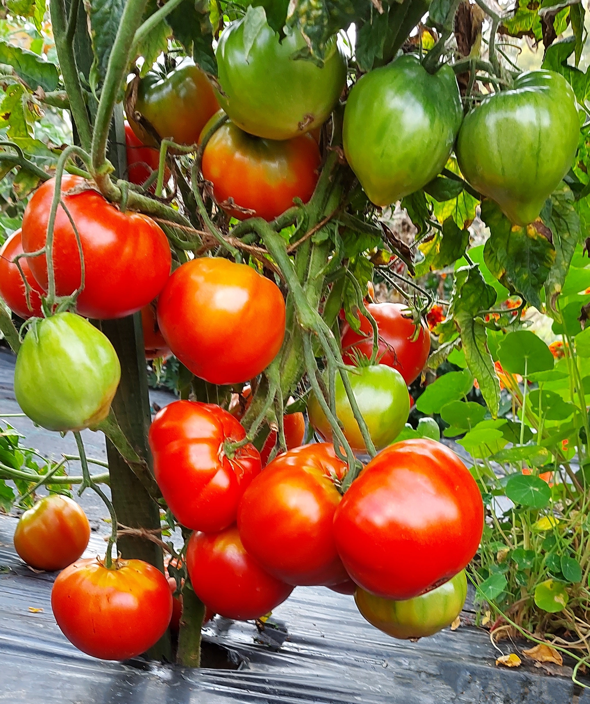 eggplants-zebra-eggplant